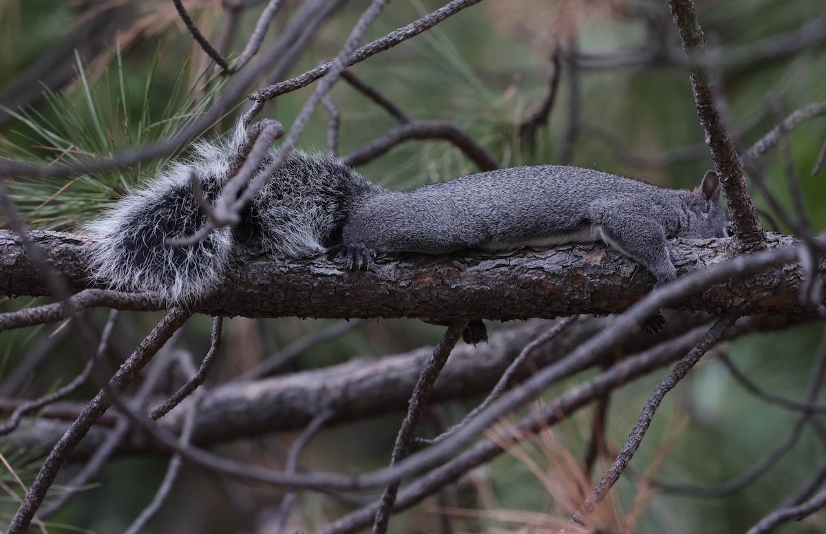 Western Gray Squirrel - ML646134313