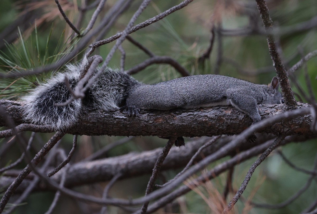 Western Gray Squirrel - ML646134314