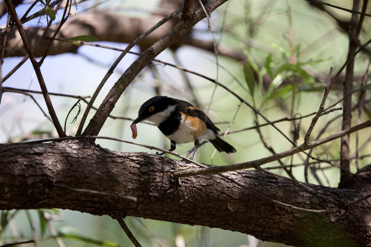 Cape Batis - ML646134337