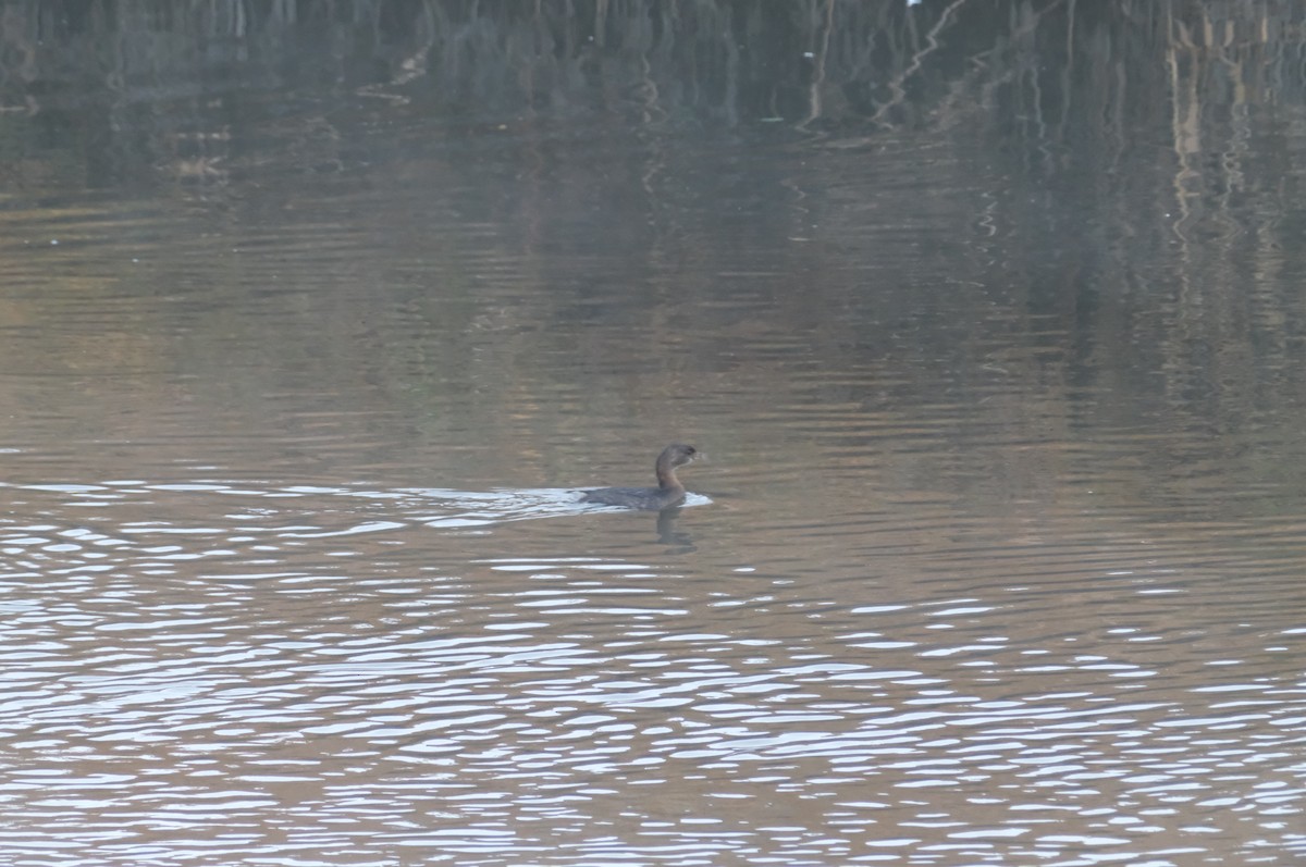 Pied-billed Grebe - ML646134345