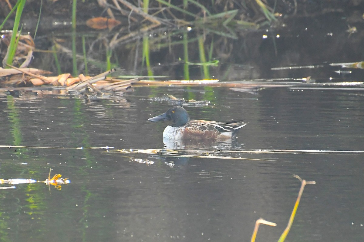 Northern Shoveler - ML646134347