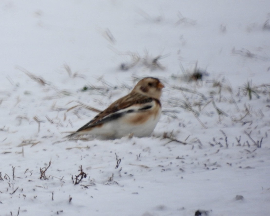 Escribano Nival - ML646134349