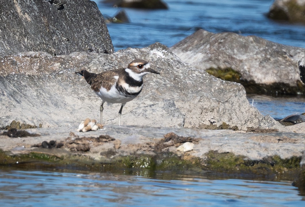Killdeer - ML646134350