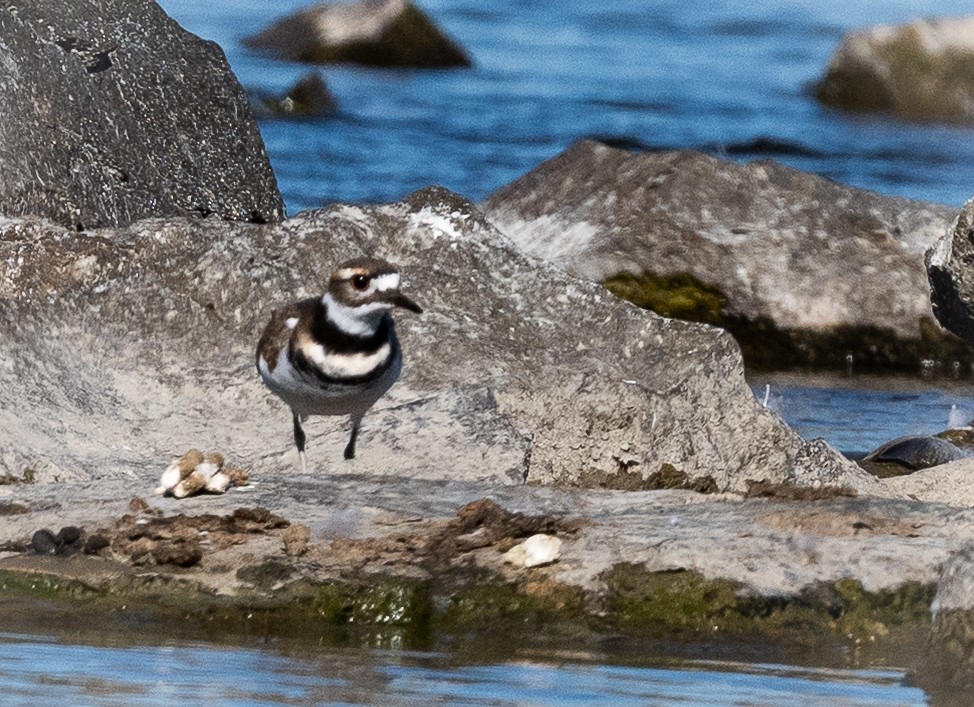 Killdeer - ML646134351