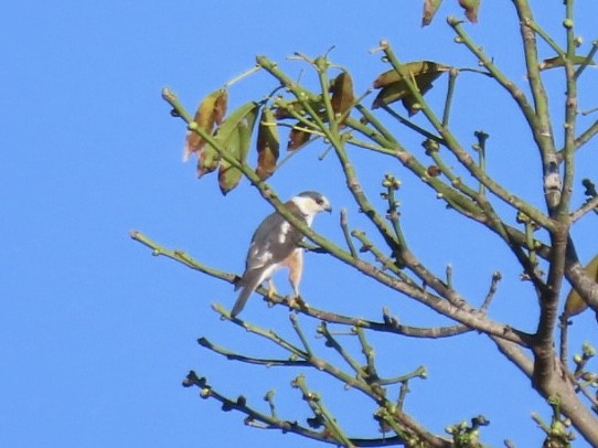 Pearl Kite - ML646134359