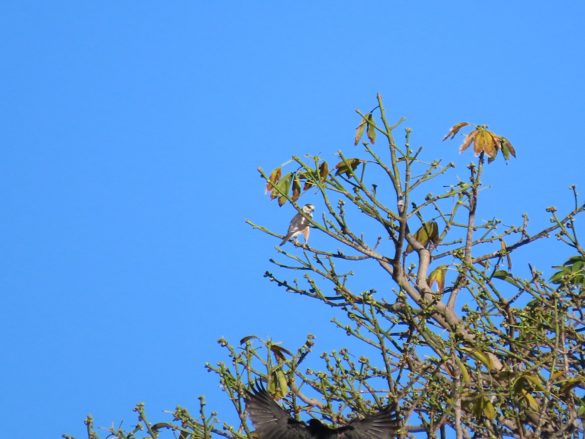 Pearl Kite - ML646134360