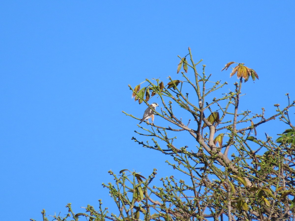 Pearl Kite - ML646134361