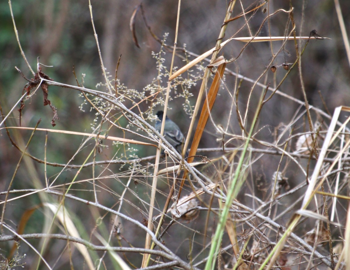 kryptobekard - ML646134362