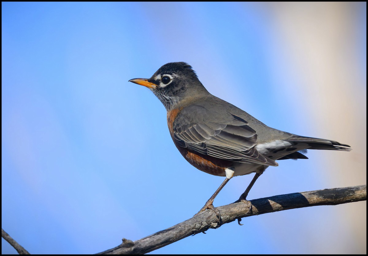 American Robin - ML646134367