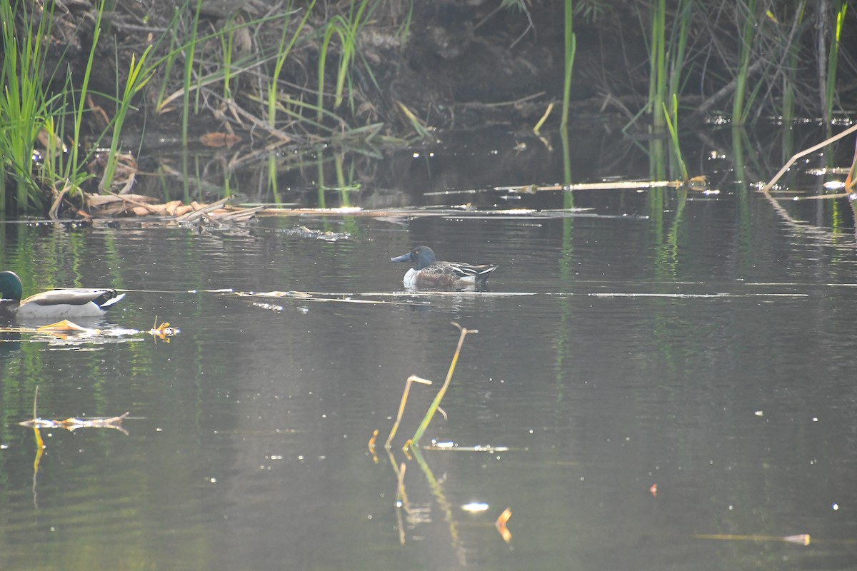 Northern Shoveler - ML646134369