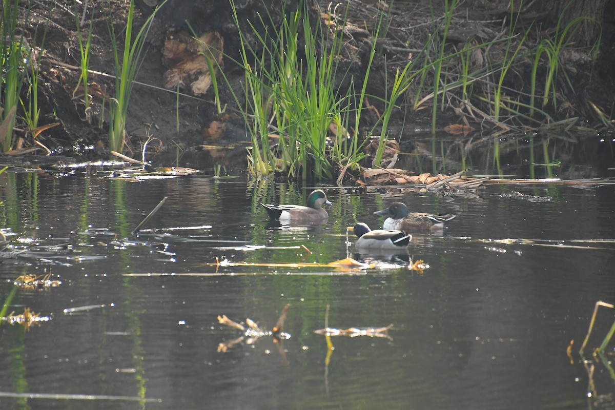 Northern Shoveler - ML646134370