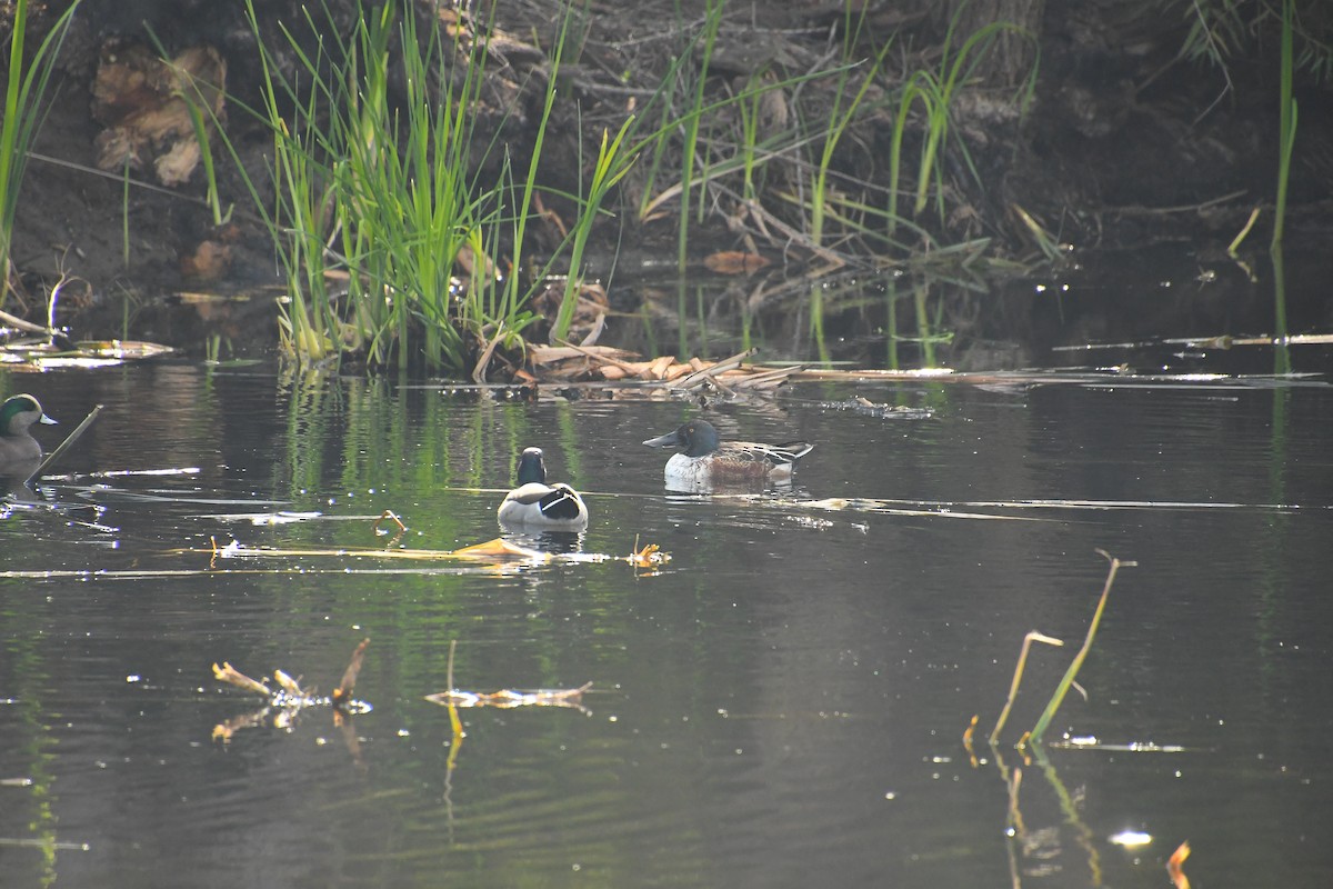 Northern Shoveler - ML646134371