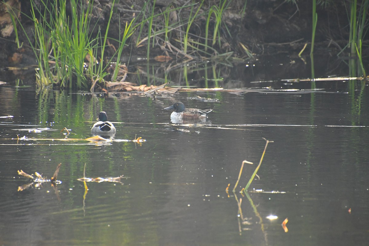 Northern Shoveler - ML646134372