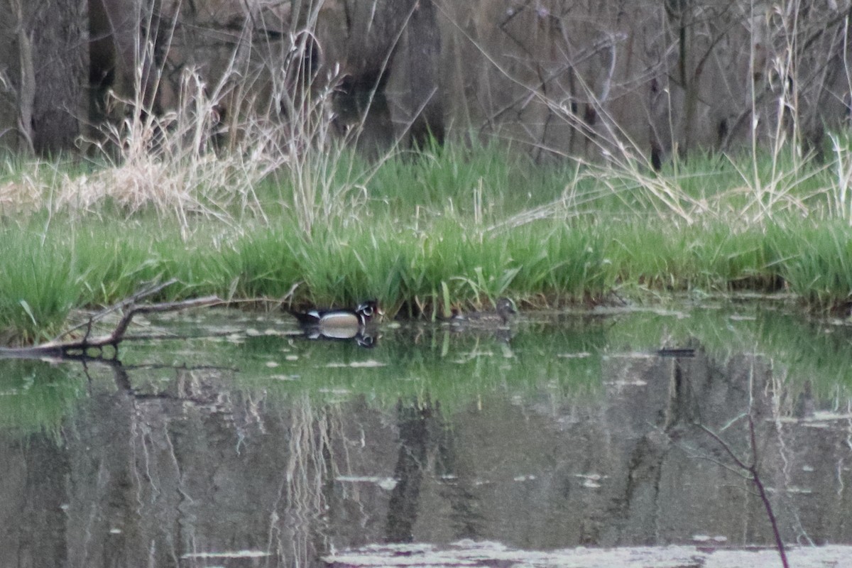 Canard branchu - ML646134387