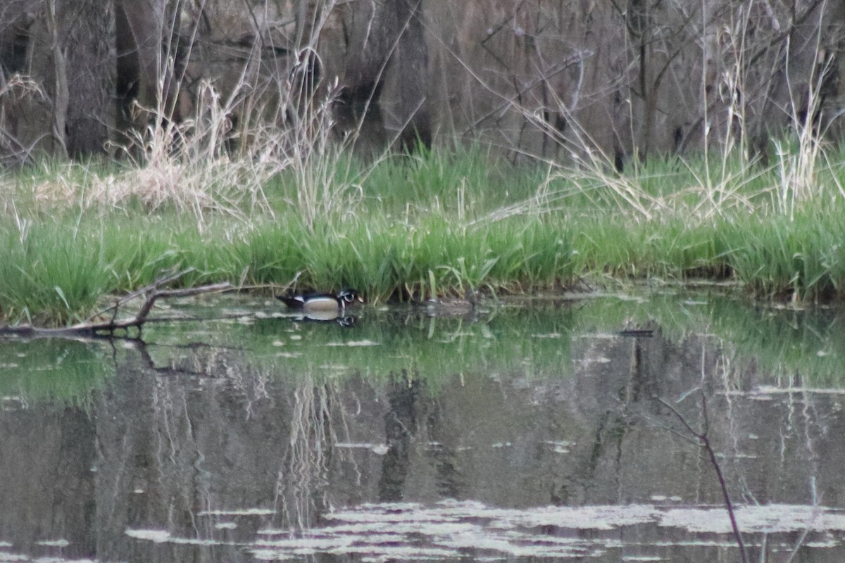 Canard branchu - ML646134388