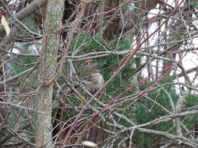 Yellow-rumped Warbler - ML646134389