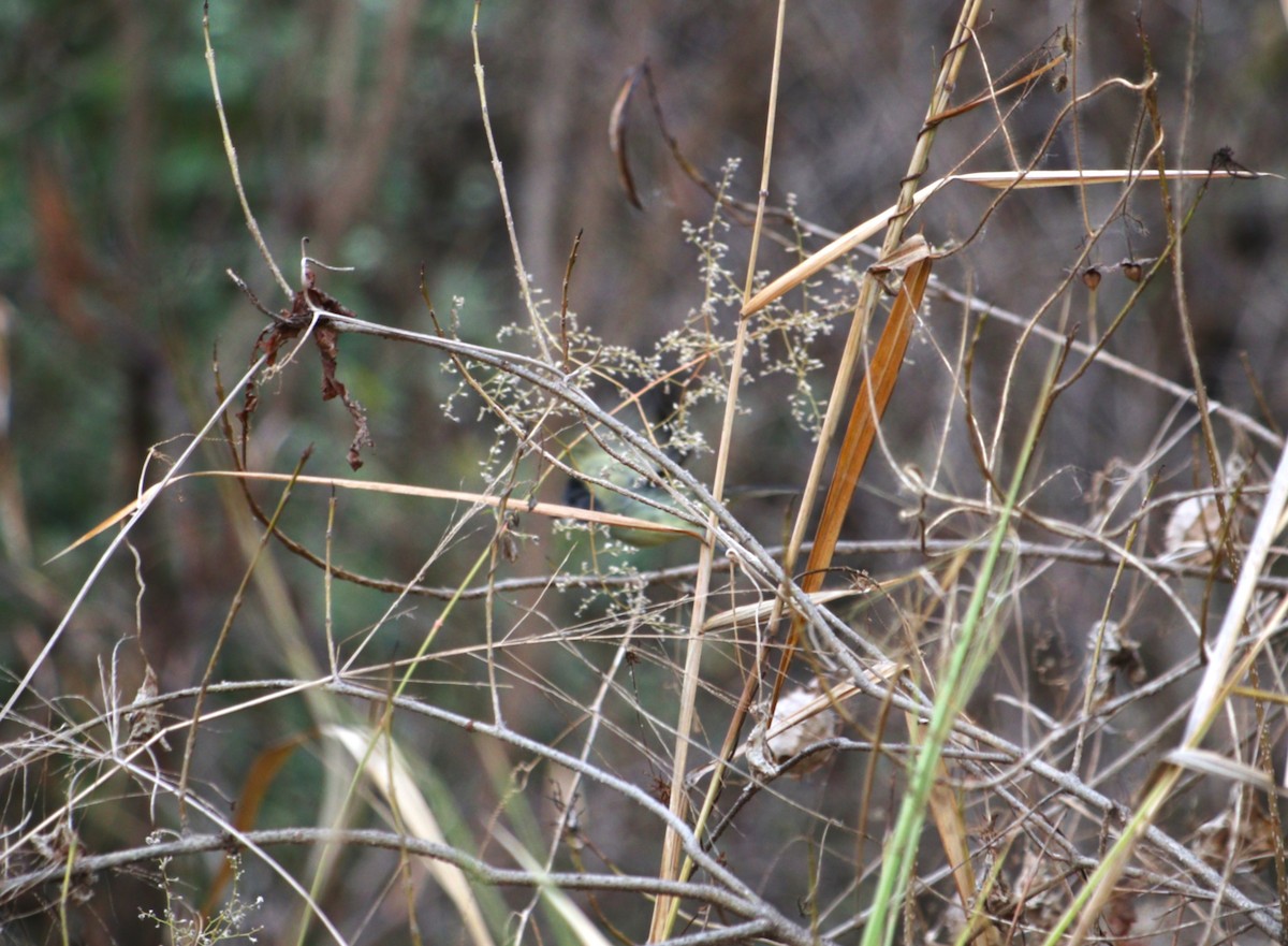 kryptobekard - ML646134404