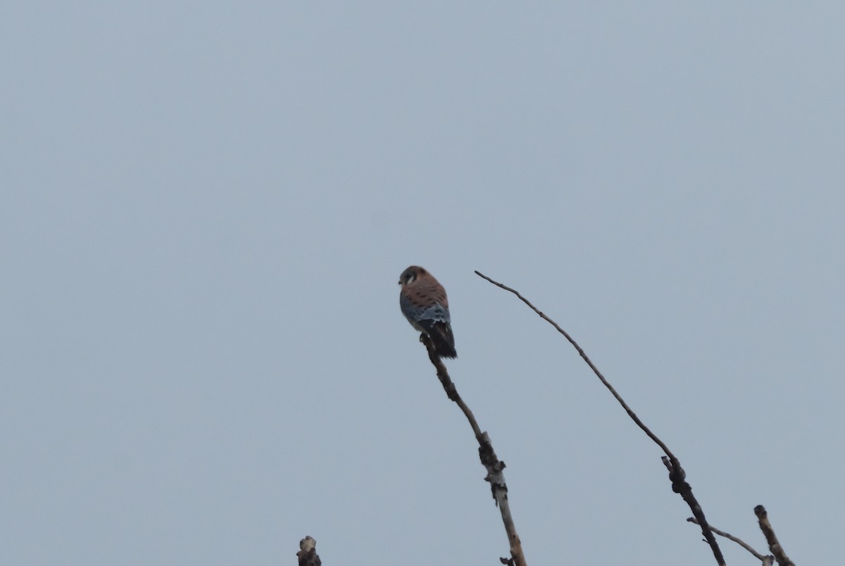 American Kestrel - ML646134411