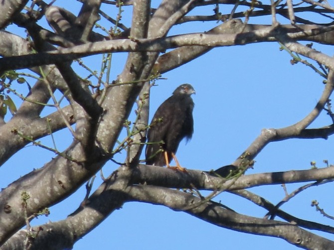 Crane Hawk - ML646134421