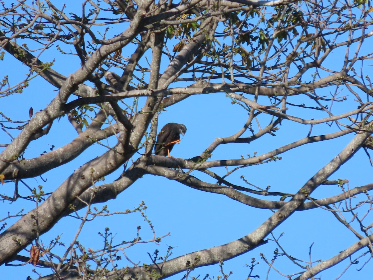 Crane Hawk - ML646134422