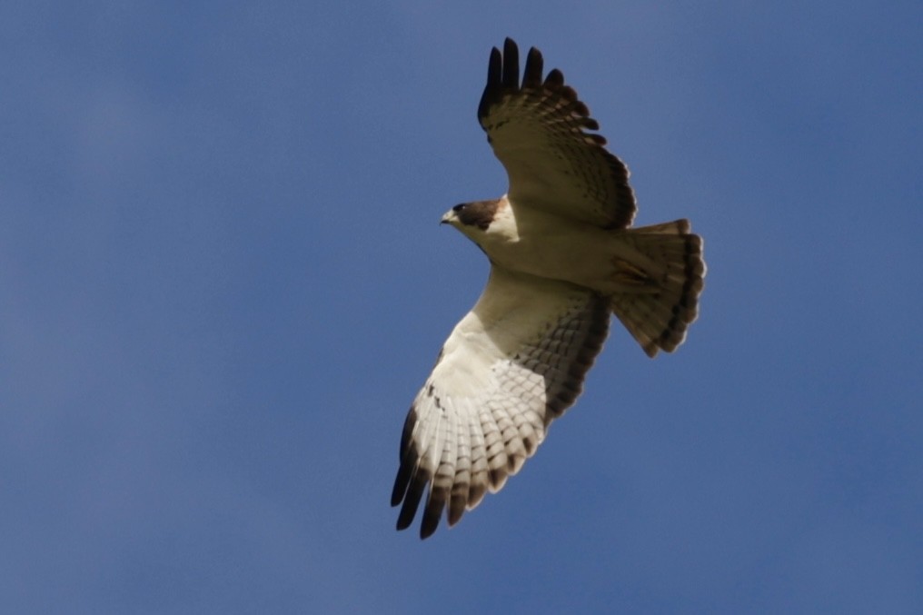 Short-tailed Hawk - ML646134423