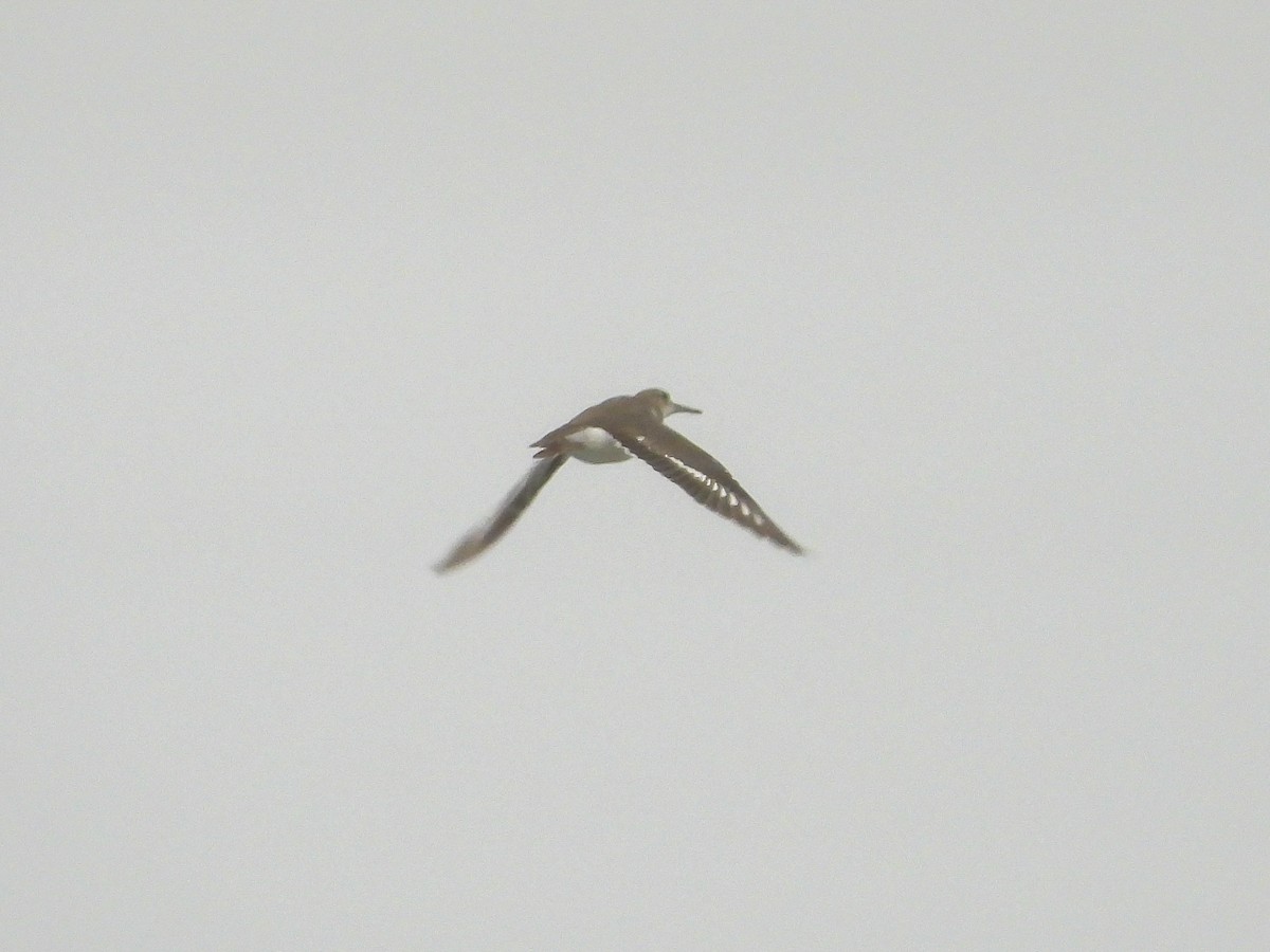 Piro piro macchiato - ML646134430