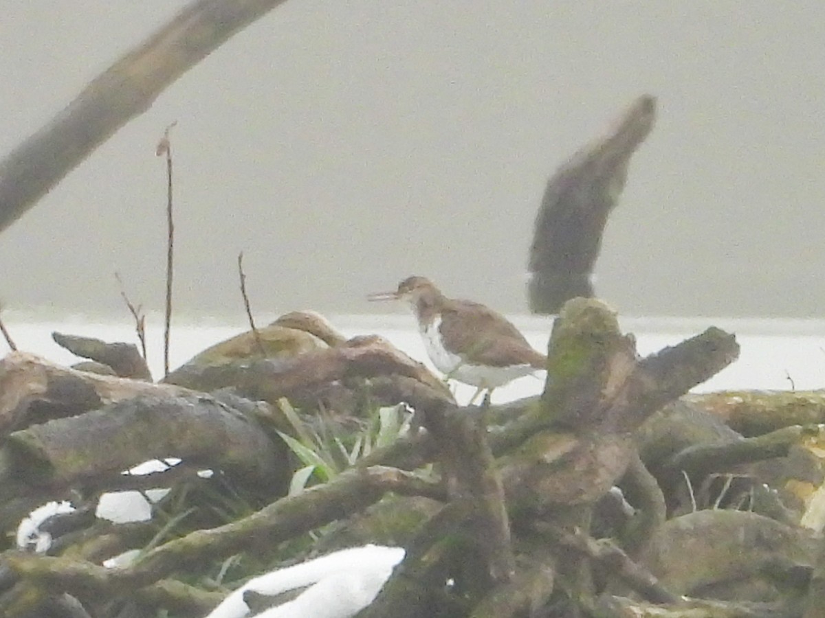 Piro piro macchiato - ML646134431