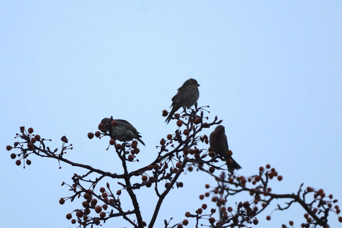 House Finch - ML646134432