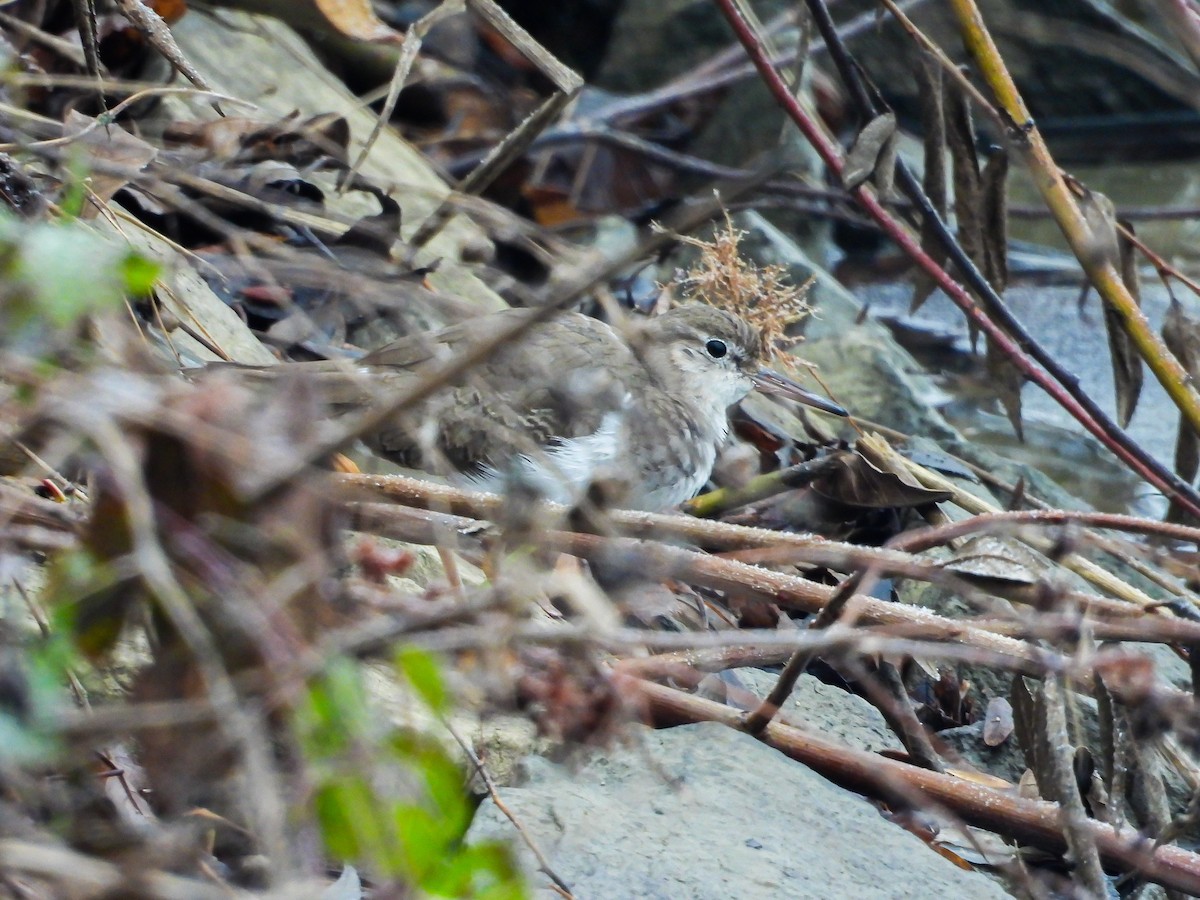 Piro piro macchiato - ML646134433