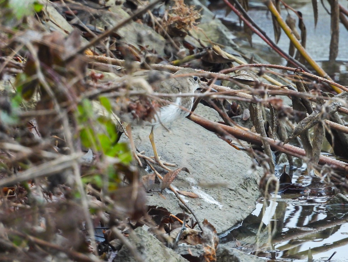 Piro piro macchiato - ML646134434