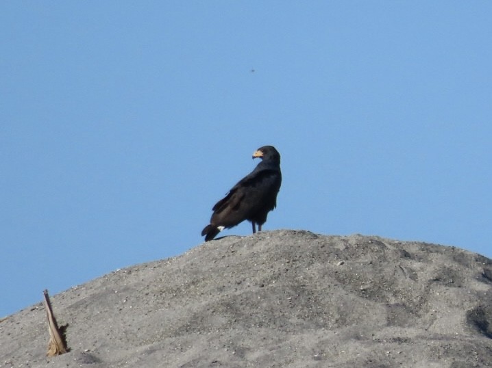 Common Black Hawk - ML646134440