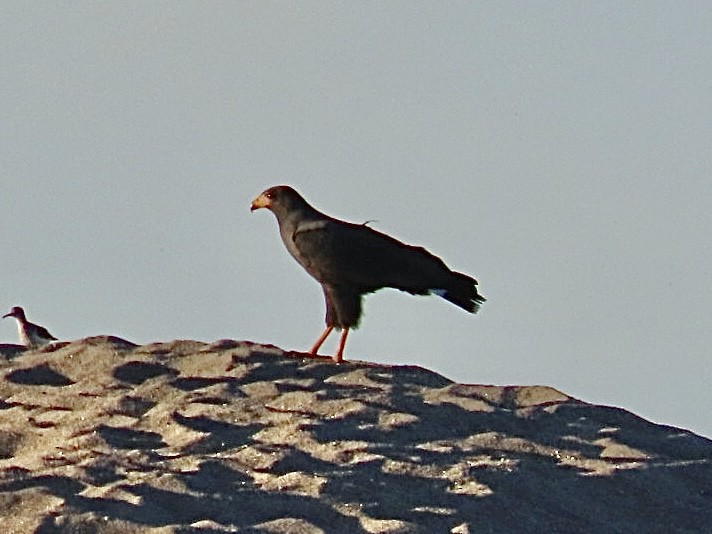 Common Black Hawk - ML646134441