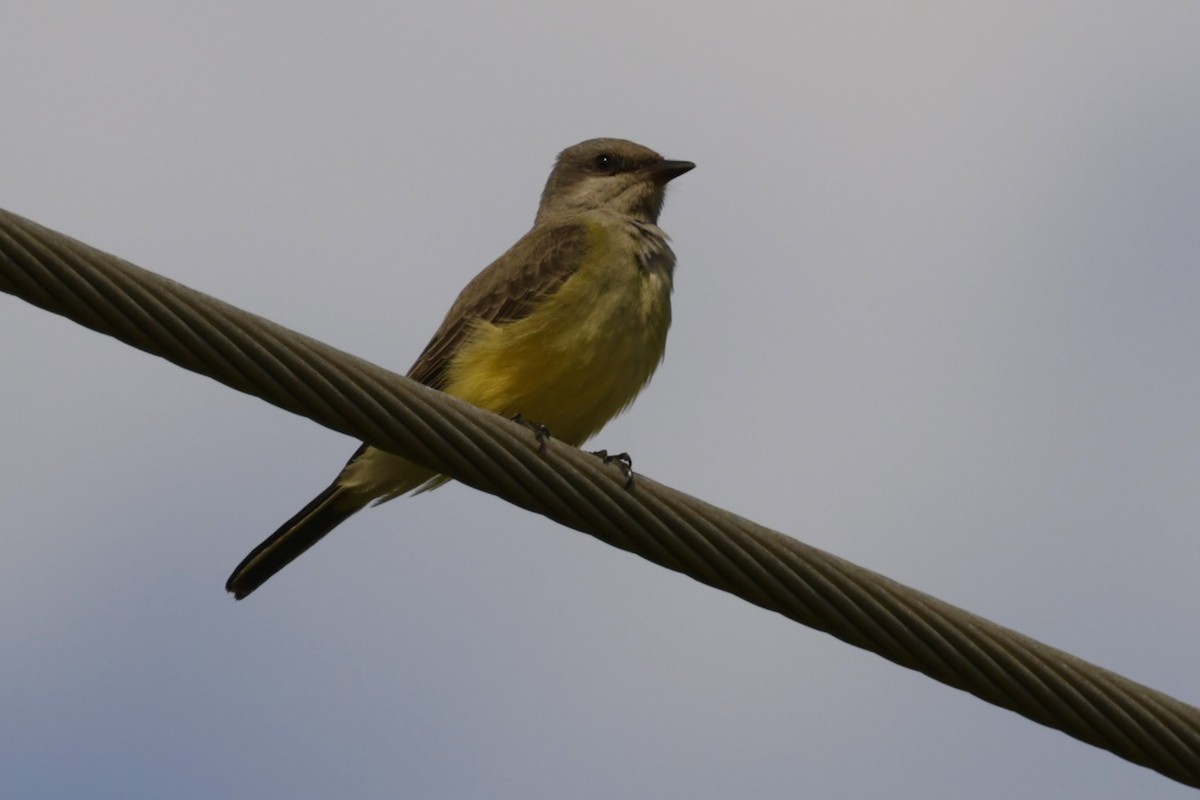 Western Kingbird - ML646134443