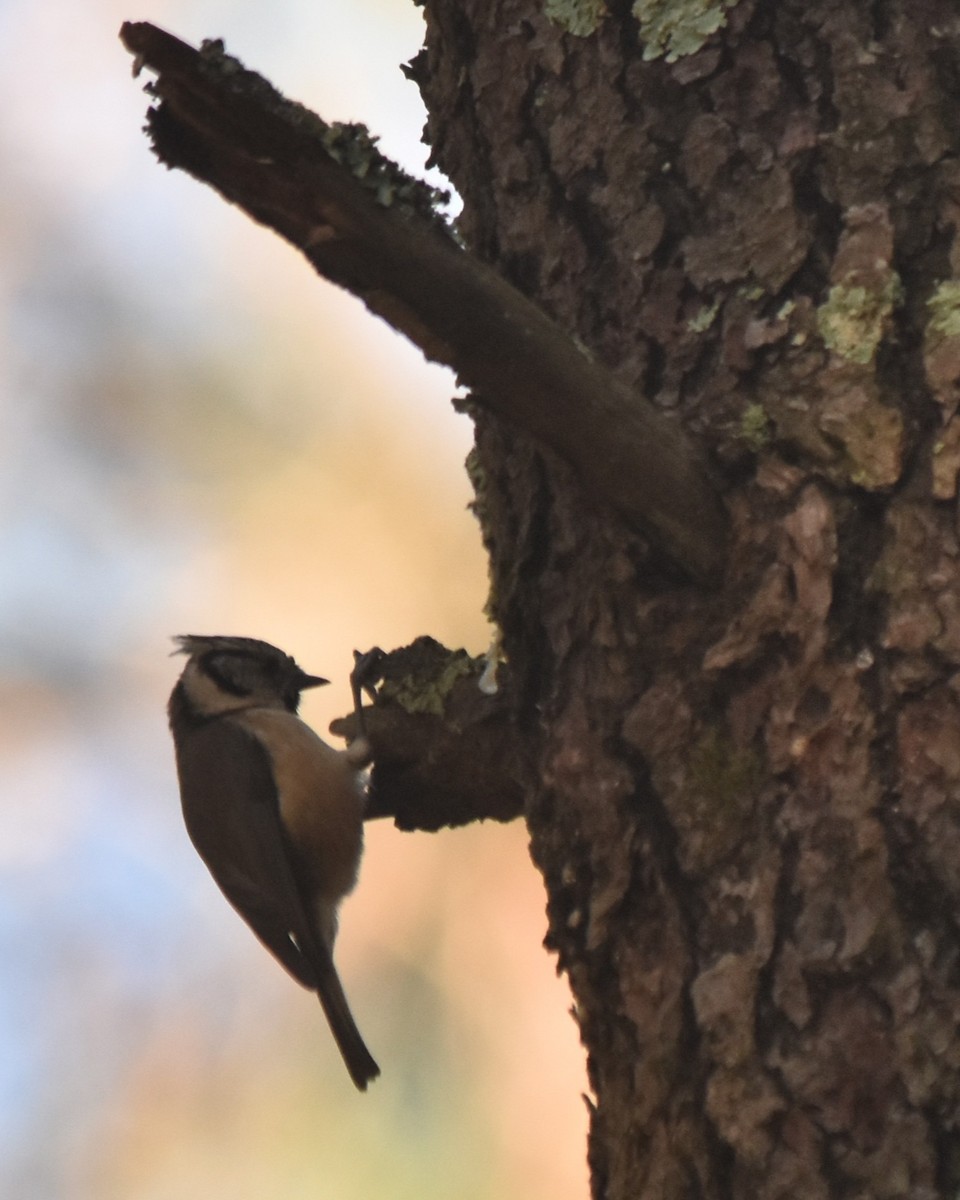Crested Tit - ML646134444