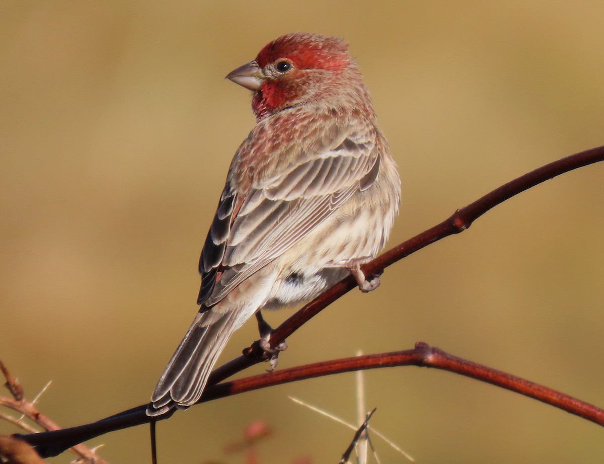 House Finch - ML646134445
