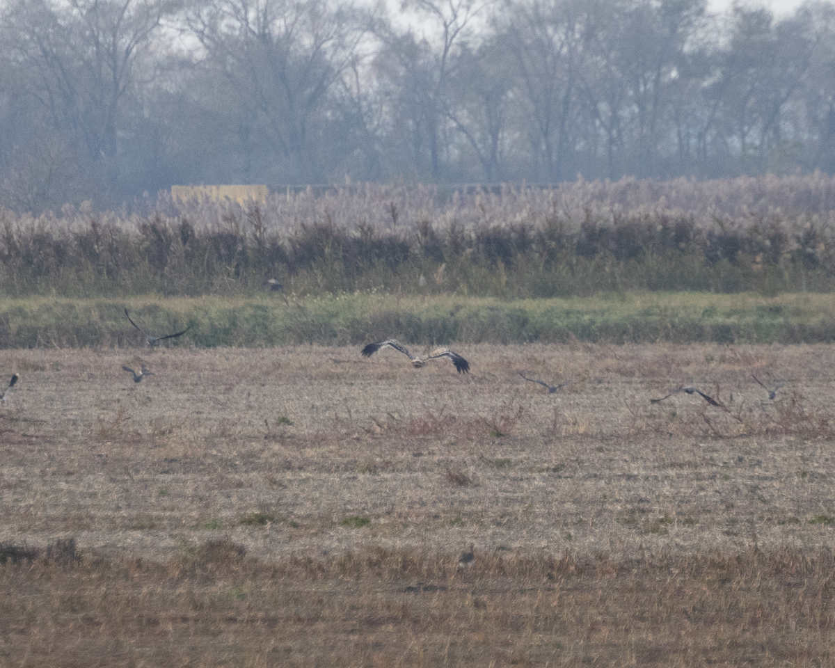 Imperial Eagle - ML646134447