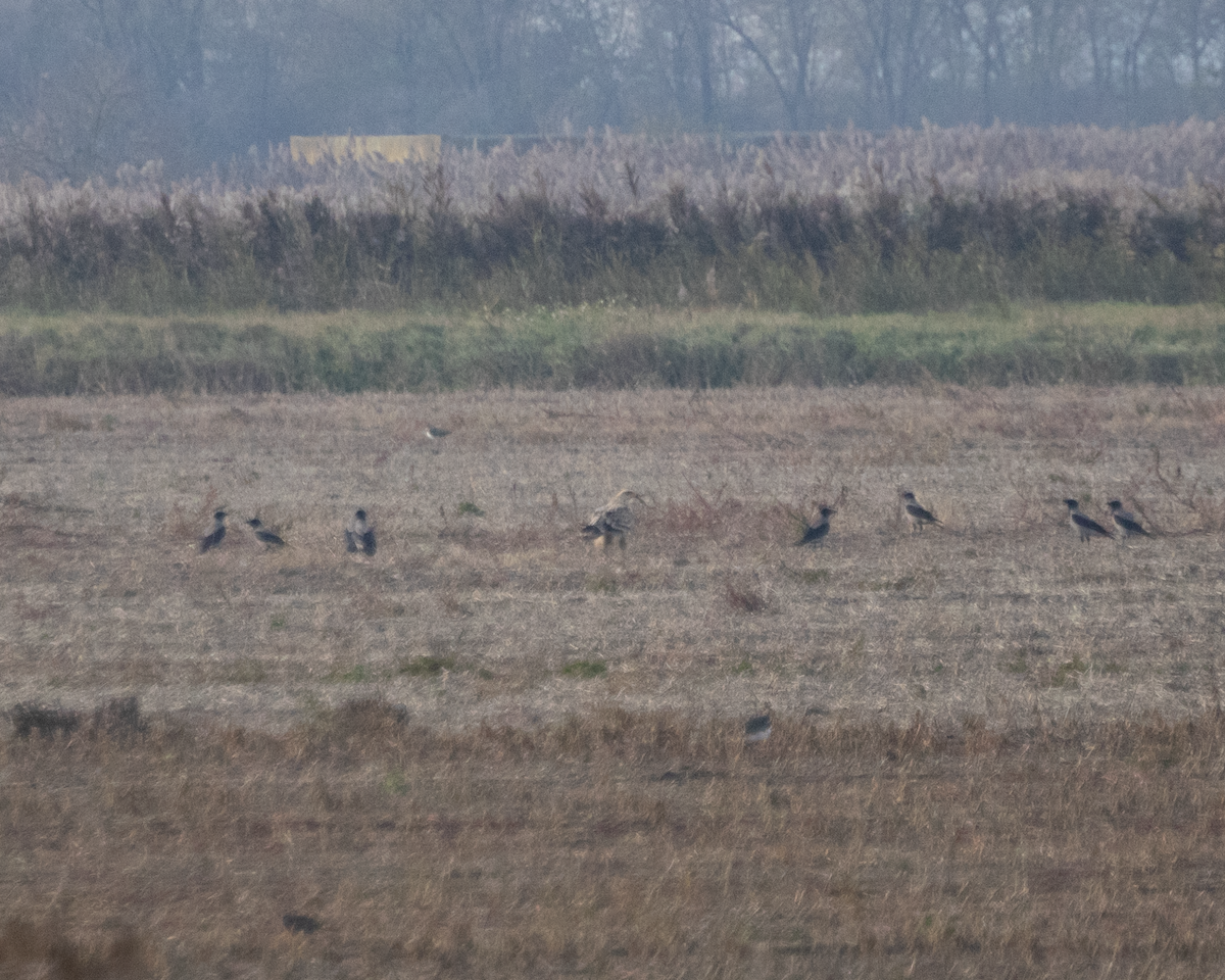 Imperial Eagle - ML646134448