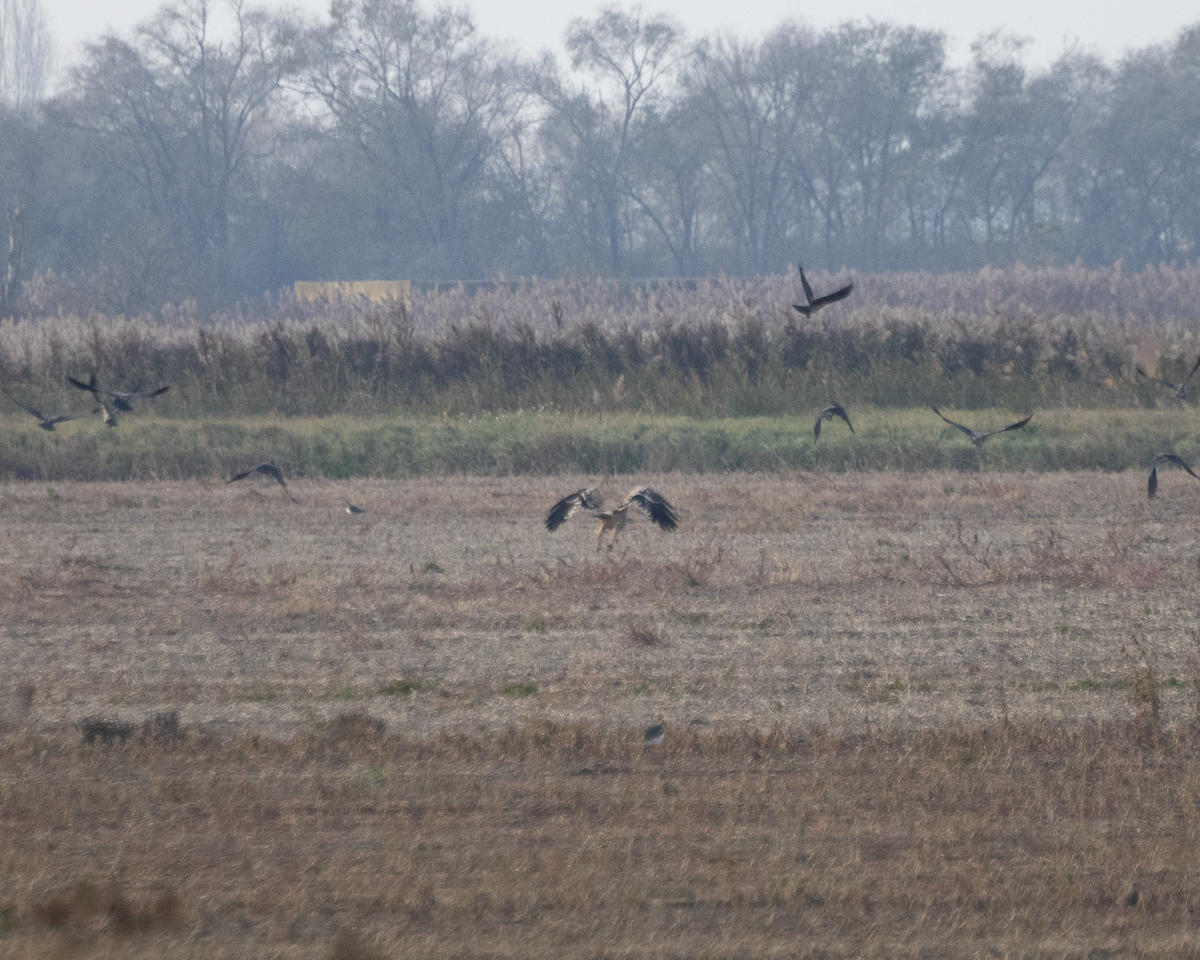 Imperial Eagle - ML646134449