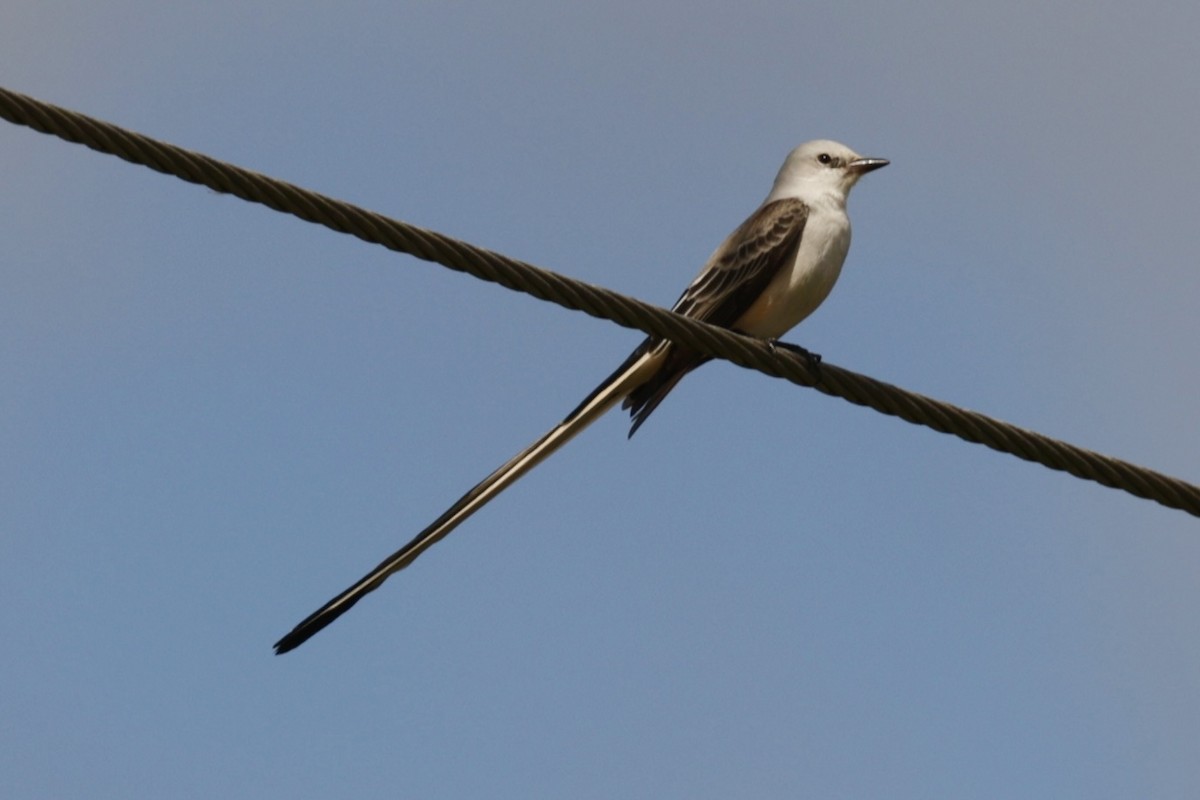 Scissor-tailed Flycatcher - ML646134451