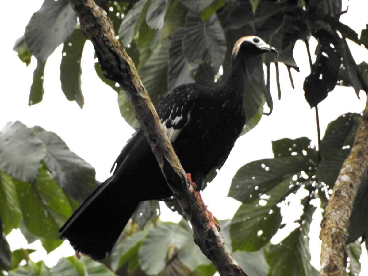 Абурі-крикун білоголовий - ML646134452