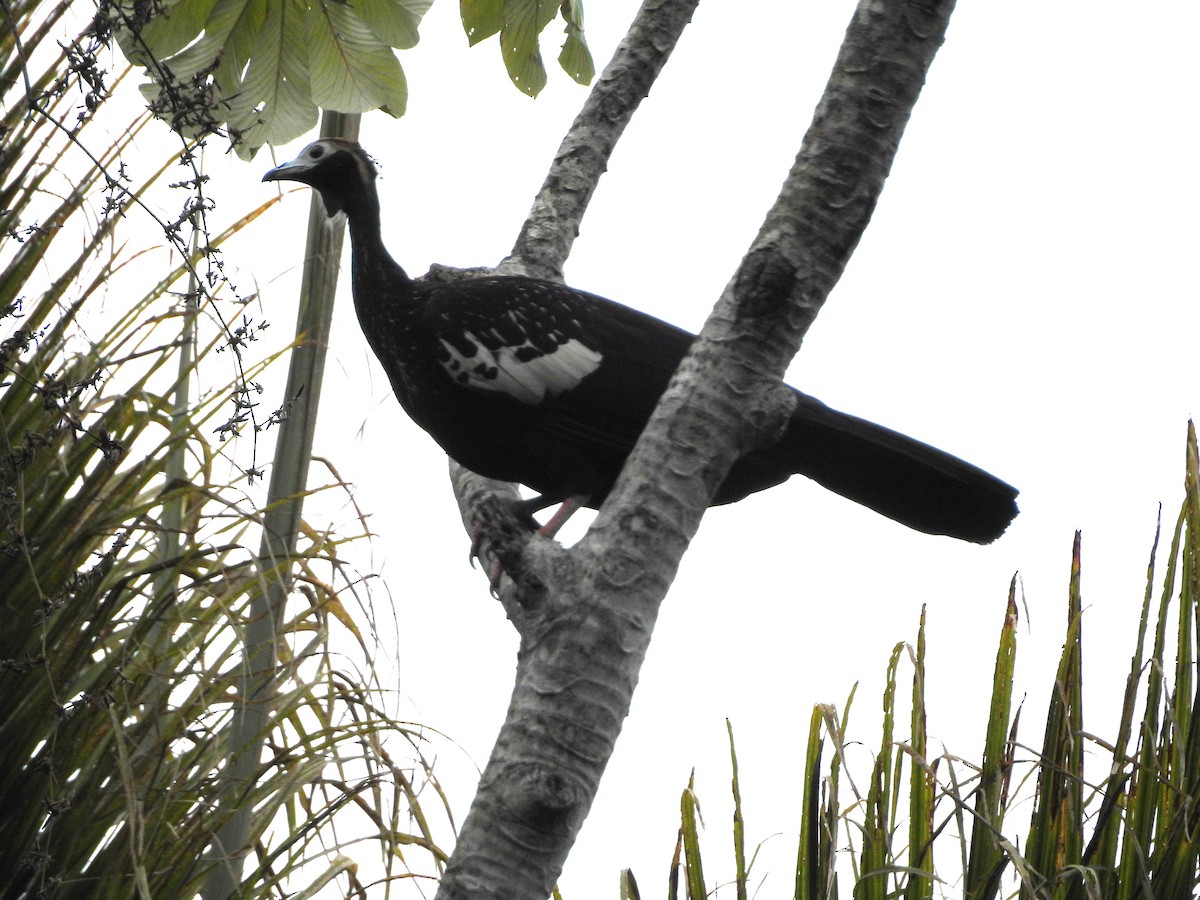 Абурі-крикун білоголовий - ML646134453