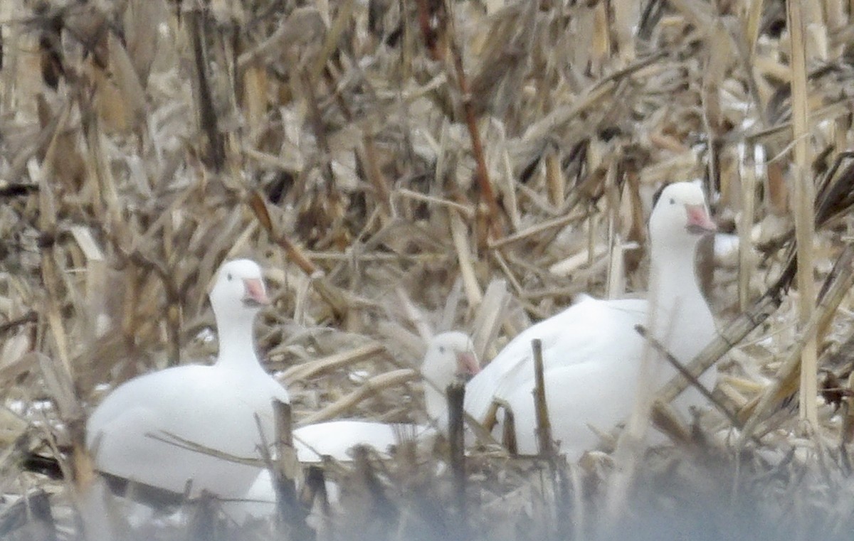 Snow Goose - ML646134465