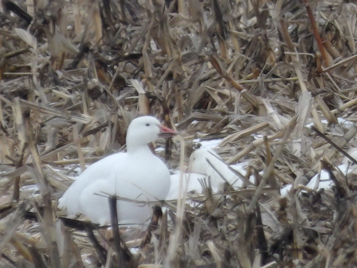 Snow Goose - ML646134466