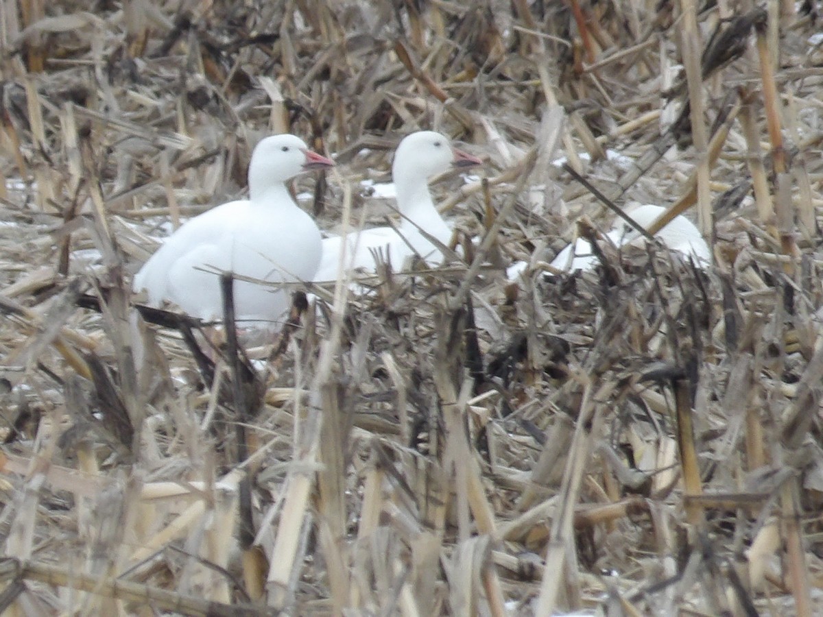 Snow Goose - ML646134467