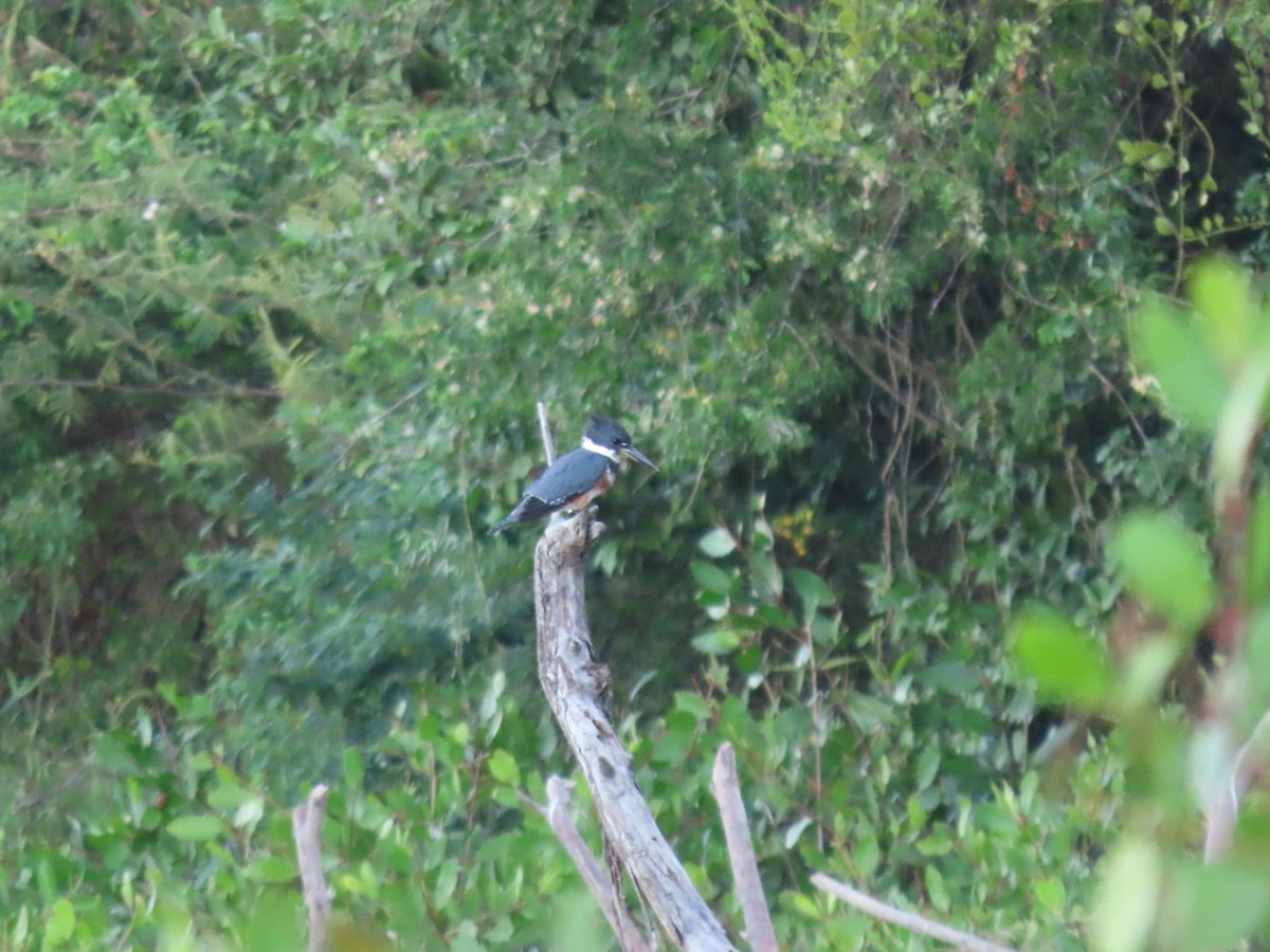 Belted Kingfisher - ML646134471