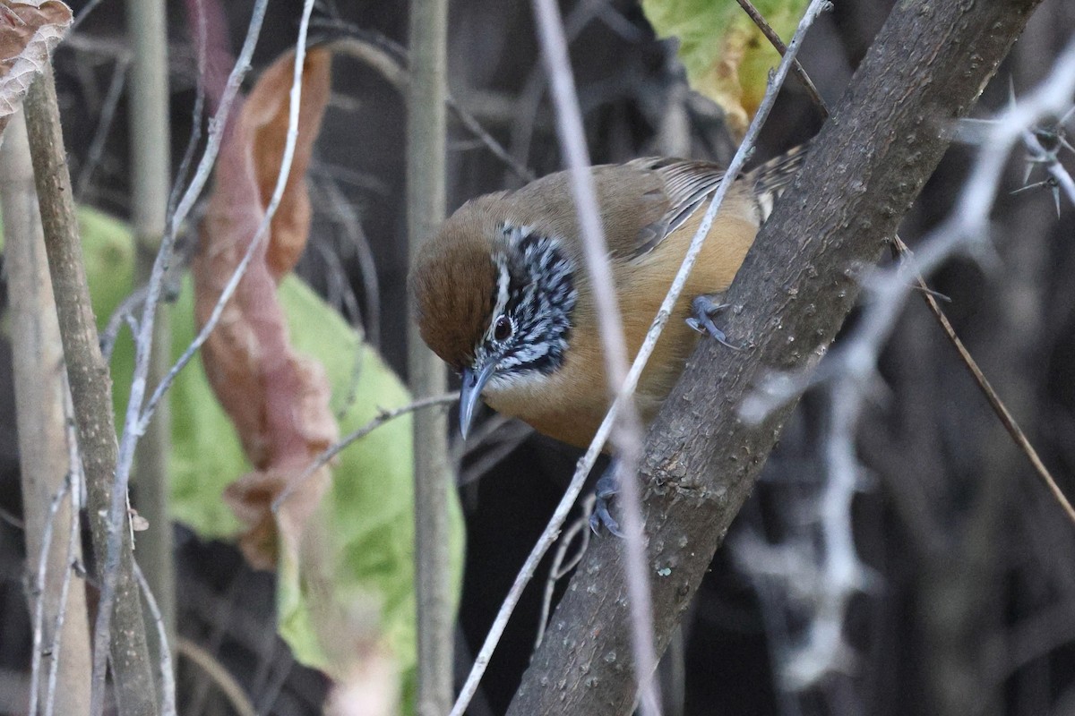 Happy Wren (Mainland) - ML646134472