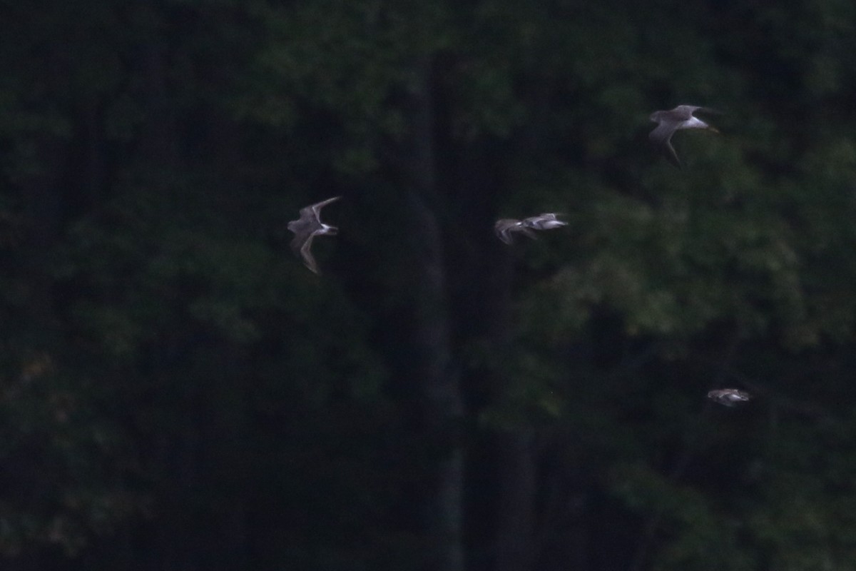 Бонапартов песочник - ML646134480