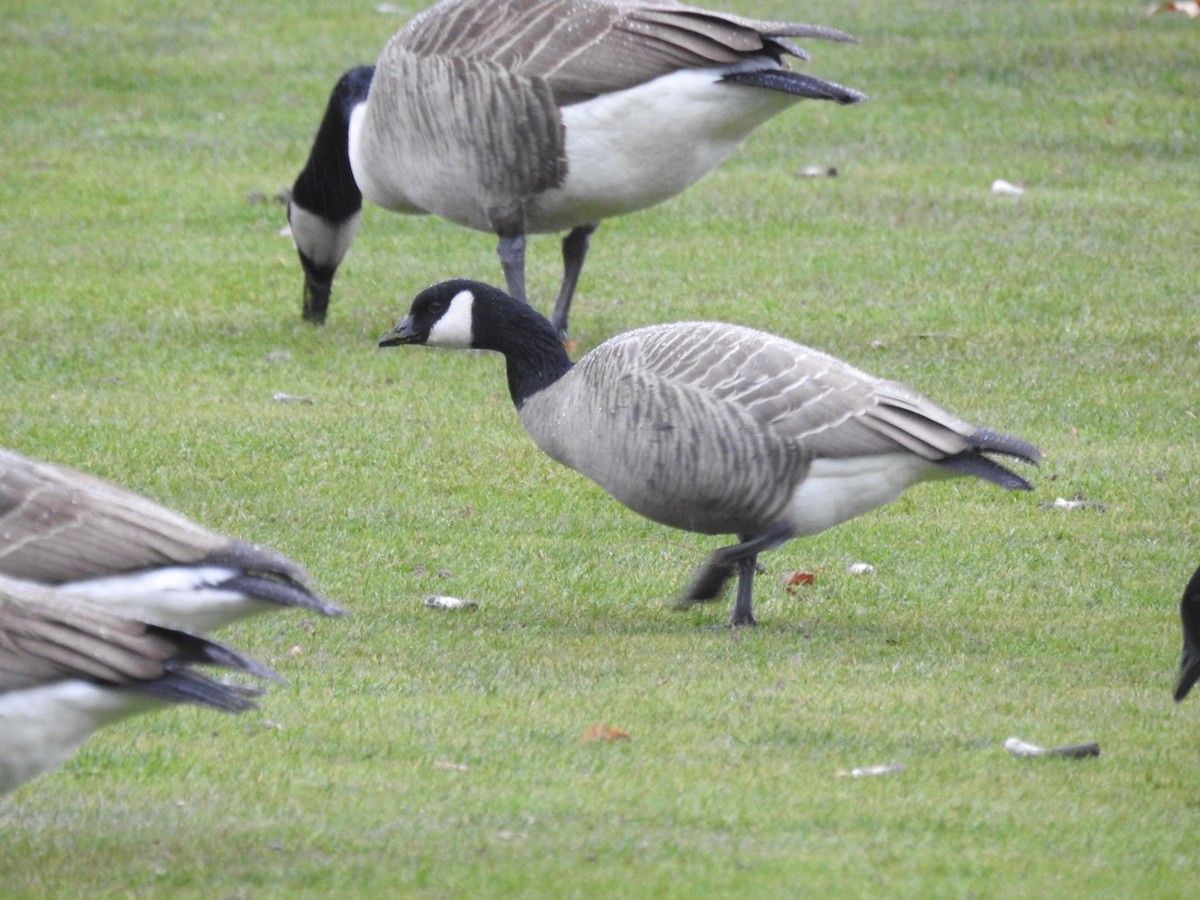 Cackling Goose (Richardson's) - ML646134482