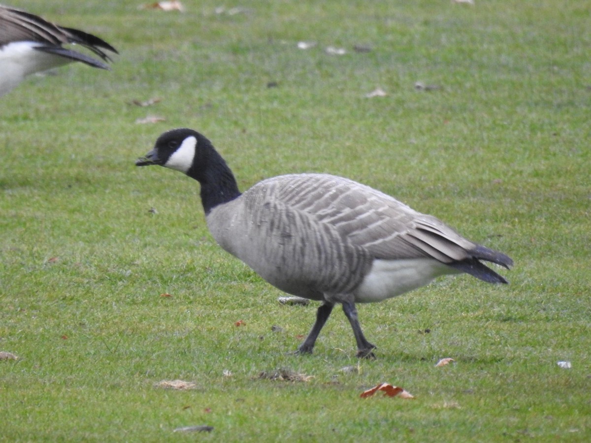 Cackling Goose (Richardson's) - ML646134483