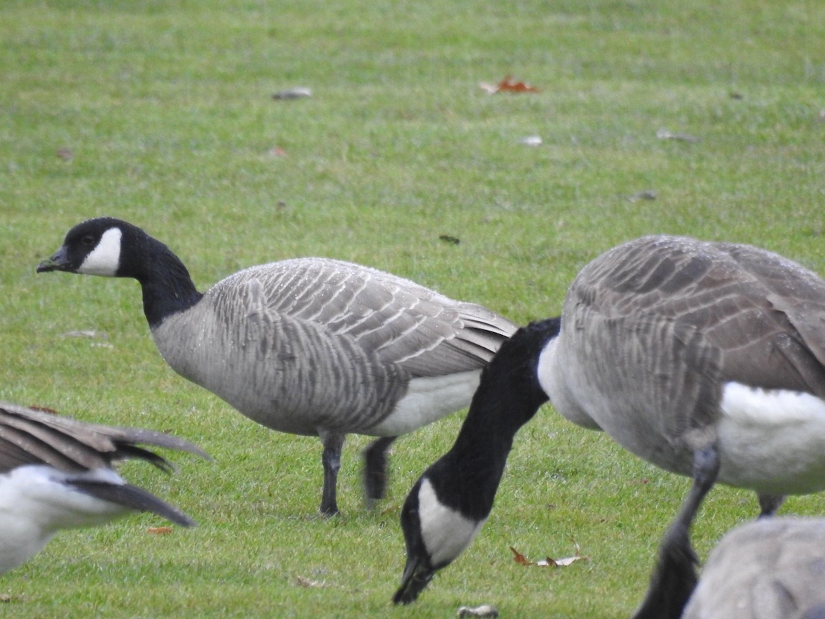 Cackling Goose (Richardson's) - ML646134484